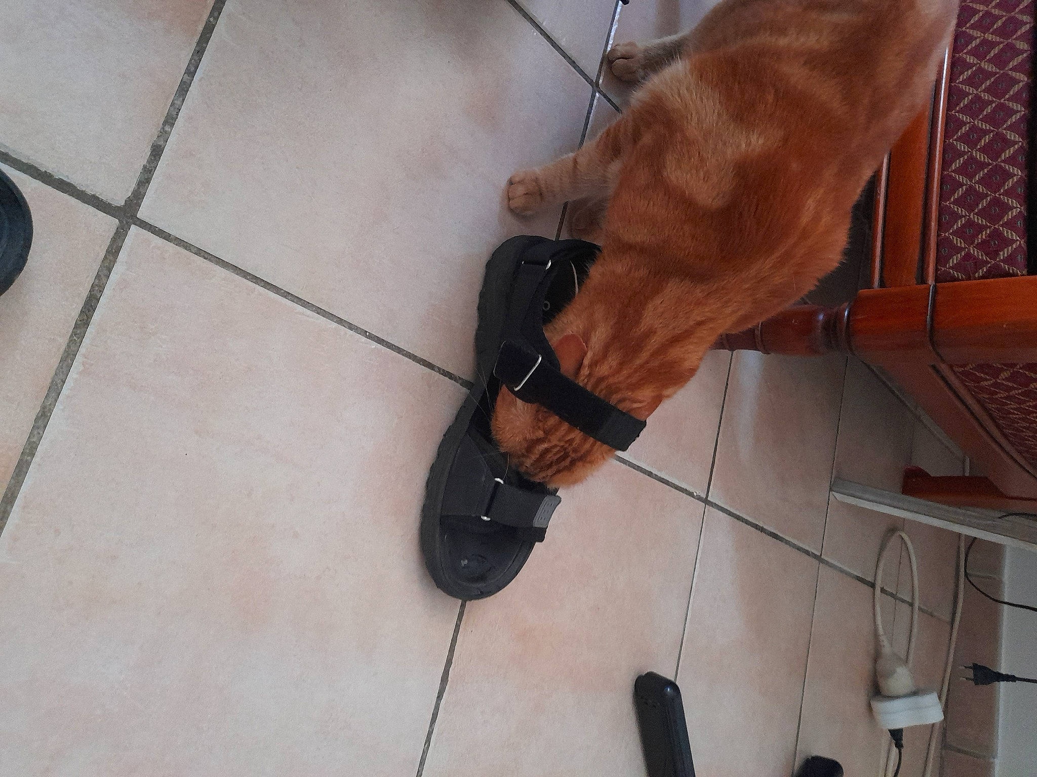 Pirate participe au concours pour gagner de l'argent avec cette photo : elbow, electrical_supply, electrical_wiring, floor, flooring, foot, fur, hardwood, human_leg, knee, leg, outdoor_shoe, sandal, shoe, sneakers, thigh, tile, wire, wood, wrist