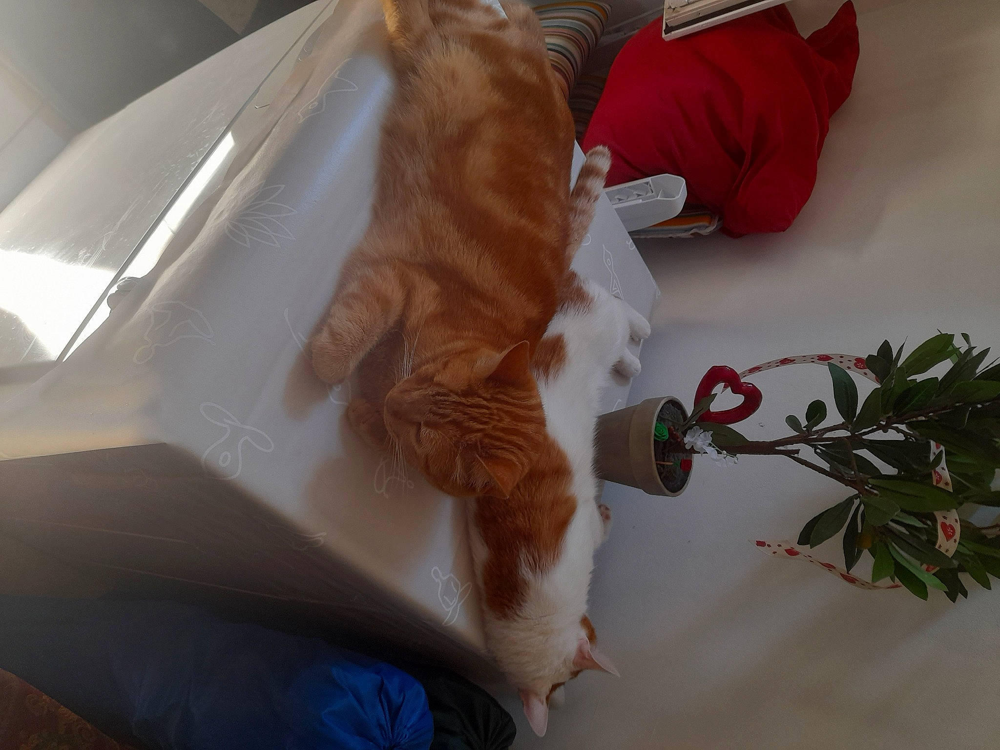 Pirate a rejoint le concours — aidez-le/la à gagner de superbes lots ! carmine, carnivore, cat, comfort, companion_dog, dog_breed, fawn, felidae, flower, fur, petal, plant, room, rose, small_to_medium_sized_cats, tail, toy, twig, whiskers, wood