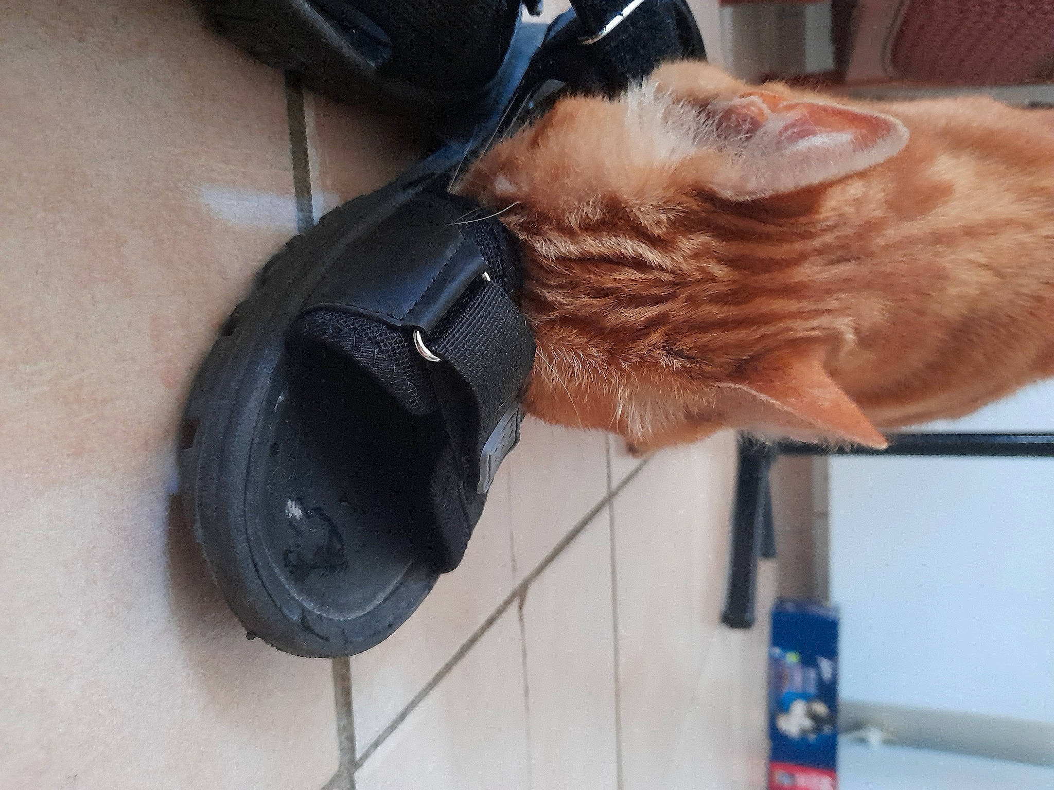 Pirate participe au concours pour gagner de l'argent avec cette photo : audio_equipment, auto_part, automotive_lighting, bag, bicycle, bicycle_handlebar, bicycle_part, bicycle_wheel, bicycles_equipment_and_supplies, cable, cat, comfort, felidae, fur, gadget, personal_protective_equipment, vehicle, whiskers, wood, wrist