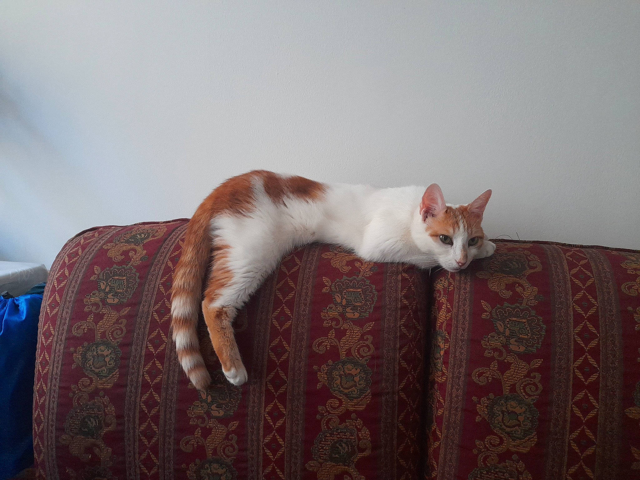 Pitchounette participe au concours pour gagner de l'argent avec cette photo : carnivore, cat, comfort, domestic_short_haired_cat, fawn, felidae, fur, lap, linens, pattern, paw, room, sitting, small_to_medium_sized_cats, snout, tail, whiskers, wood