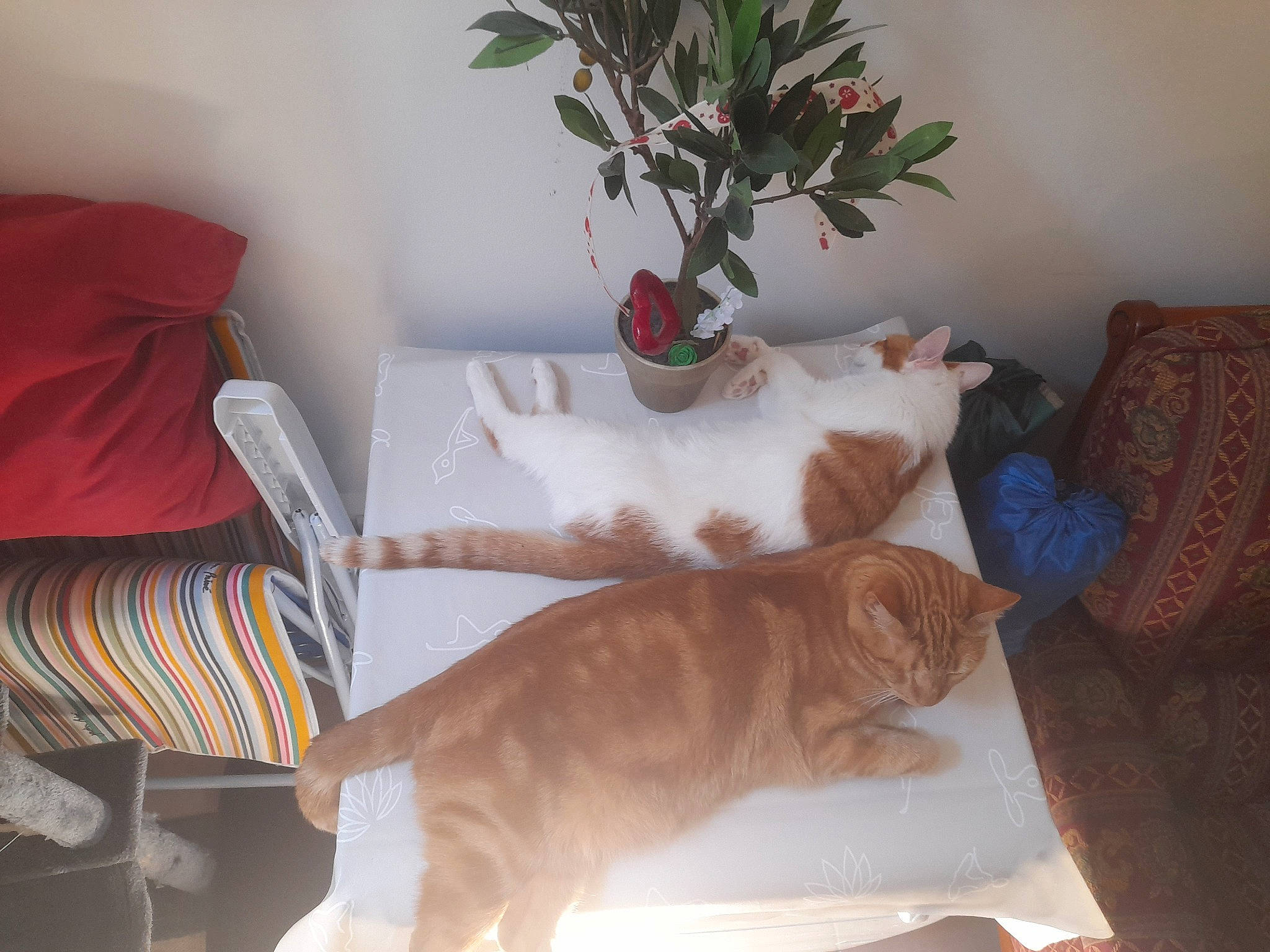 Pitchounette participe au concours pour gagner de l'argent avec cette photo : carnivore, cat, comfort, couch, fawn, felidae, flowerpot, furniture, hardwood, houseplant, interior_design, living_room, plant, small_to_medium_sized_cats, table, tail, textile, whiskers, window, wood