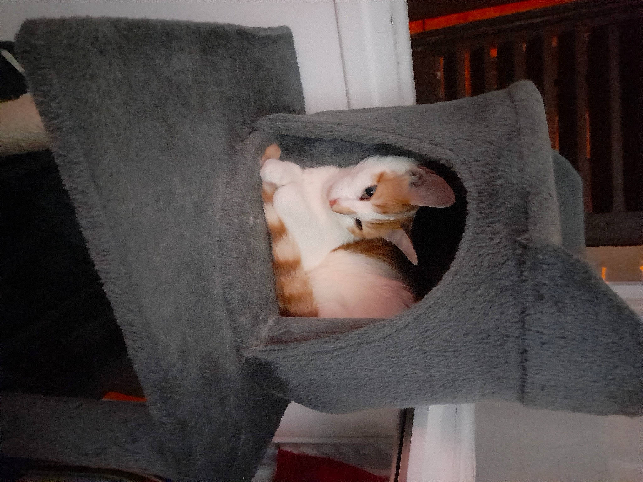 Pitchounette participe au concours pour gagner de l'argent avec cette photo : baby_products, car_seat, carnivore, chair, comfort, companion_dog, couch, curtain, fawn, felidae, fur, grey, infant_bed, linens, room, small_to_medium_sized_cats, stuffed_toy, throw_pillow, vertebrate, wood