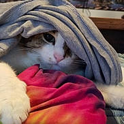 Stubby joined the competition — help win amazing prizes! animal, blanket, cat, closeup, comfort, cozy, curious, cute, domestic_cat, fabric, fur, fur_pattern, indoor, paw, pet, relaxation, resting, soft, tie_dye, whiskers