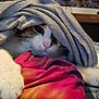 animal, blanket, cat, closeup, comfort, cozy, curious, cute, domestic_cat, fabric, fur, fur_pattern, indoor, paw, pet, relaxation, resting, soft, tie_dye, whiskers