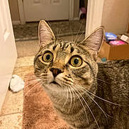 Alien joined the competition — help win amazing prizes! cat, tabby_cat, whiskers, wide_eyes, indoor, bathroom, rug, tile_floor, door, cardboard_box, surprised_expression, close_up, pet, feline, mammal, portrait, ears, nose, fur, home