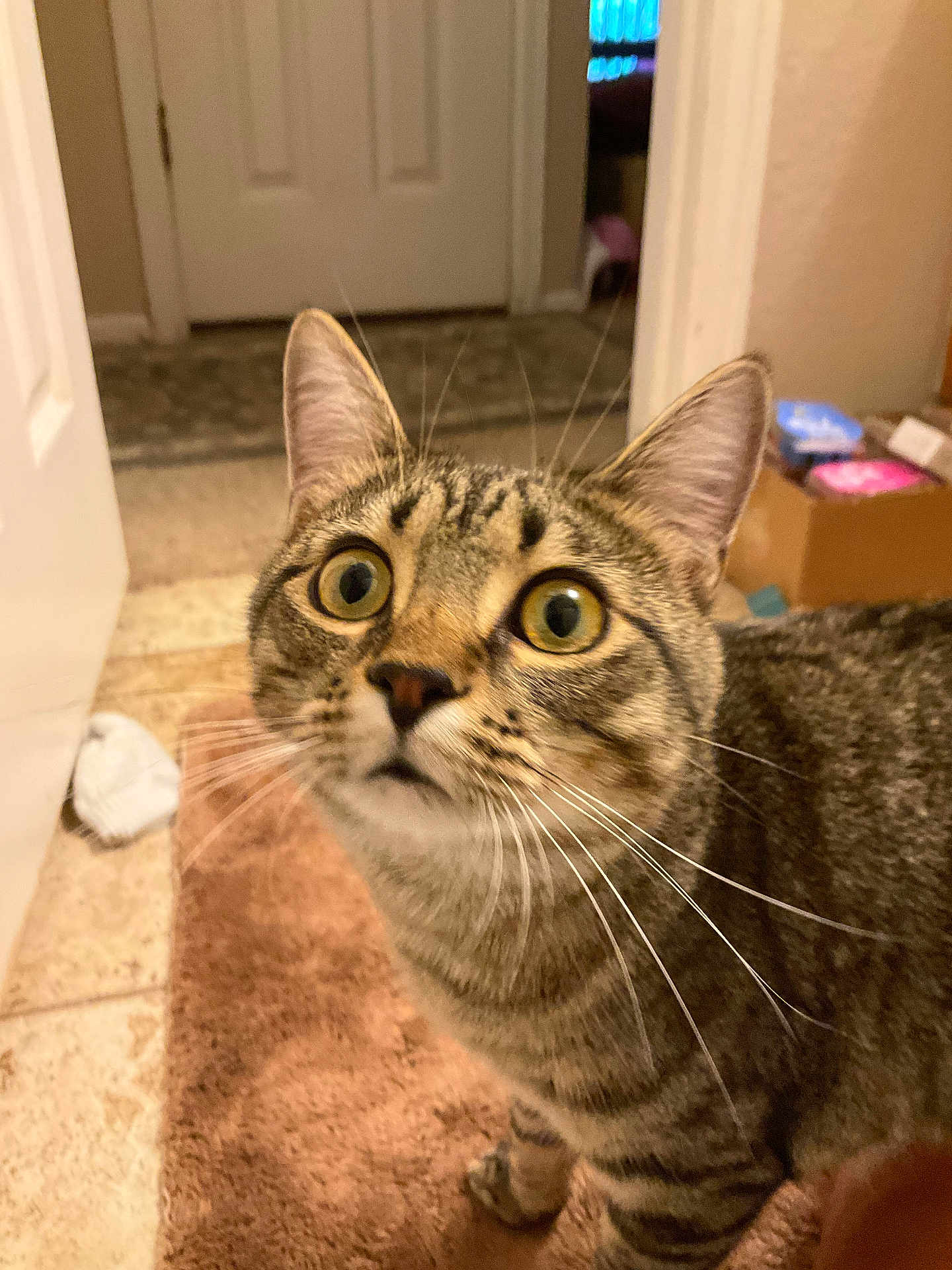 Alien joined the competition — help win amazing prizes! cat, tabby_cat, whiskers, wide_eyes, indoor, bathroom, rug, tile_floor, door, cardboard_box, surprised_expression, close_up, pet, feline, mammal, portrait, ears, nose, fur, home