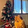 cat, ginger_cat, fluffy, long_hair, feline, pet, animal, christmas_tree, christmas, ornaments, holiday, indoor, window, sunlight, warm_lighting, portrait, sitting, side_profile, home, festive