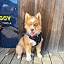 puppy, dog, animal, pet, sitting, wooden_deck, wooden_wall, harness, bandana, tongue_out, cute, fluffy, leash, outdoor, sunlight, playful, small_dog, brown_dog, white_paws, blue_eyes
