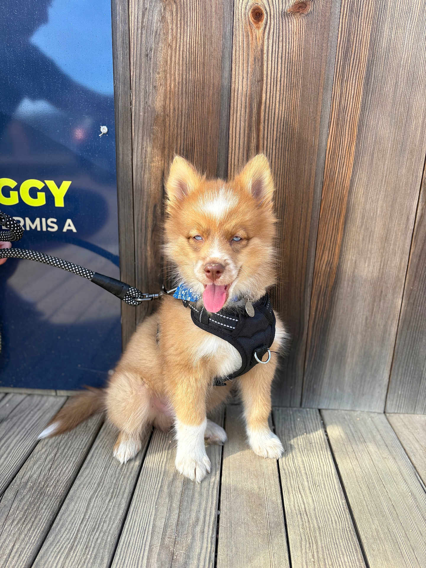 Kiba a rejoint le concours — aidez-le/la à gagner de superbes lots ! puppy, dog, animal, pet, sitting, wooden_deck, wooden_wall, harness, bandana, tongue_out, cute, fluffy, leash, outdoor, sunlight, playful, small_dog, brown_dog, white_paws, blue_eyes
