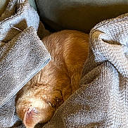 Milo joined the competition — help win amazing prizes! cat, ginger_cat, sleeping, curled_up, towel, gray_towel, cozy, indoor, furniture, couch, pet, fur, resting, nap, relaxation, animal, cute, soft_texture, domestic_cat, home