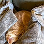 cat, ginger_cat, sleeping, curled_up, towel, gray_towel, cozy, indoor, furniture, couch, pet, fur, resting, nap, relaxation, animal, cute, soft_texture, domestic_cat, home