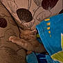 kitten, sleeping, blanket, couch, furniture, cozy, indoor, pet, cat, paw, patterned, soft, resting, cute, young, fur, domestic_animal, comfort, relaxation, nap