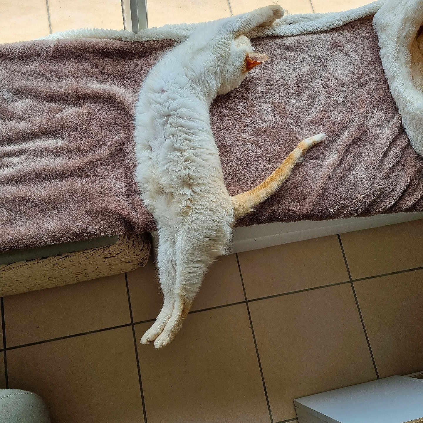 Pépette
