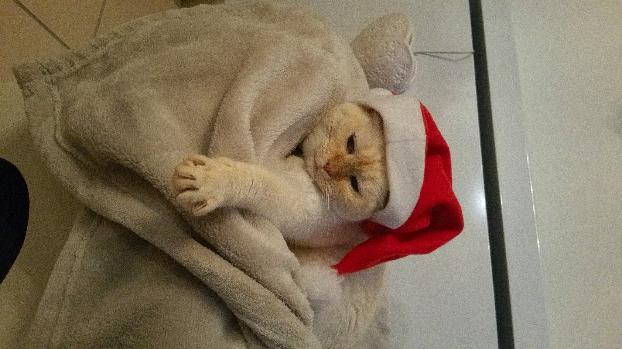 Zezette a rejoint le concours — aidez-le/la à gagner de superbes lots ! bed_sheet, bedding, carnivore, cat, comfort, companion_dog, domestic_short_haired_cat, fawn, felidae, fur, linens, nap, paw, room, small_to_medium_sized_cats, snout, tail, textile, towel, whiskers