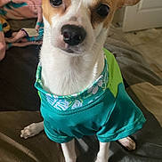 Spot is registered to the contest to win money with this photo: adorable, animal, bed, blanket, brown_and_white, clothing, companion, cute, dog, domestic_animal, ears, floor, indoor, looking_at_camera, pet, portrait, shirt, short_fur, sitting, small_dog