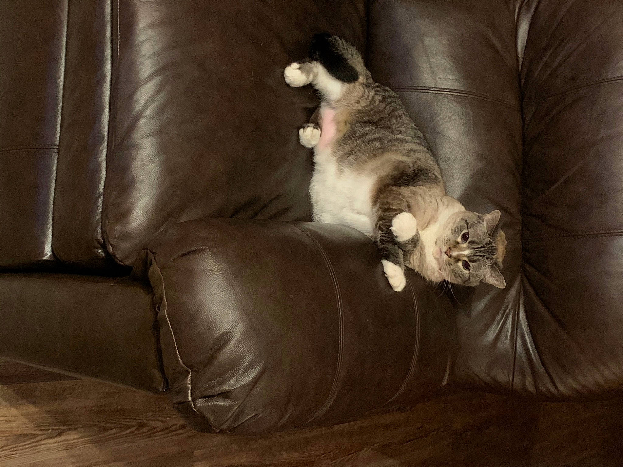 Amelia joined the competition — help win amazing prizes! brown, carnivore, cat, comfort, couch, darkness, domestic_short_haired_cat, felidae, flooring, fur, furniture, hardwood, leather, living_room, room, small_to_medium_sized_cats, studio_couch, tail, whiskers, wood