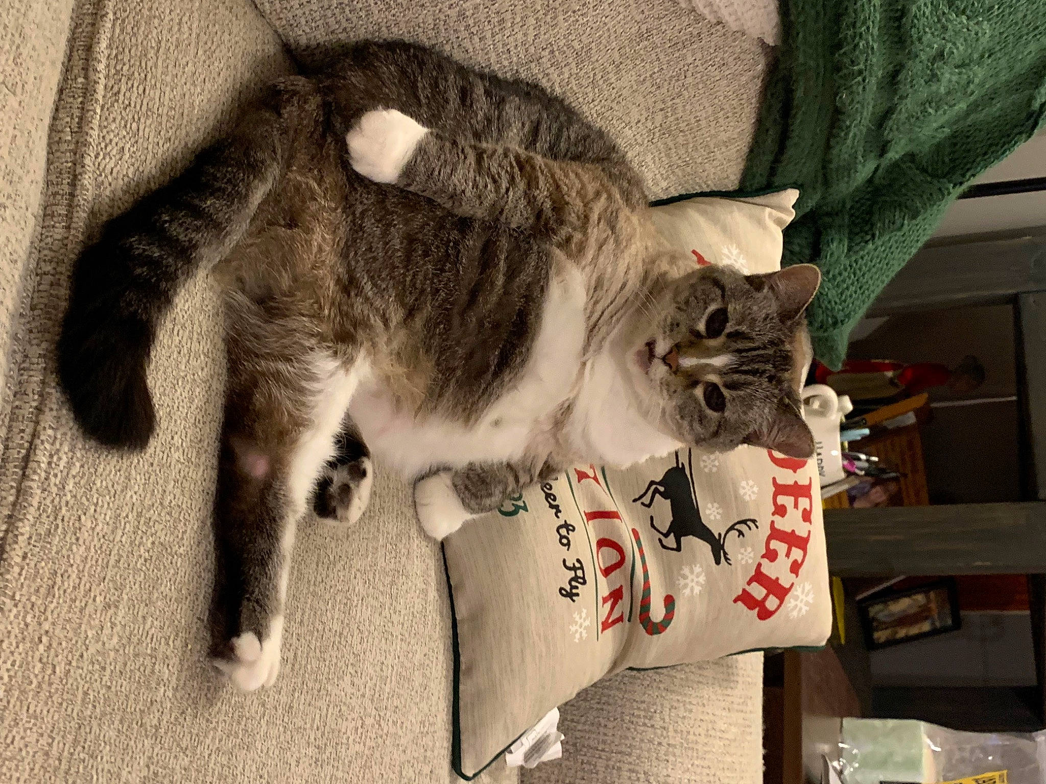 Amelia joined the competition — help win amazing prizes! carnivore, cat, claw, domestic_short_haired_cat, felidae, fur, mammal, paw, small_to_medium_sized_cats, tail, vertebrate, whiskers