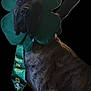 Buddy is registered to the contest to win money with this photo: dog, brindle, costume, shamrock, green, tie, sitting, pet, animal, indoor, black_background, person, hand, st_patricks_day, holiday, celebration, cute, festive, wearing, portrait