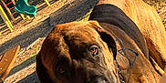 Buddy joined the competition — help win amazing prizes! dog, brindle, tongue_out, collar, chain, playground, slide, outdoor, sunlight, tree, bench, pet, animal, summer, daylight, park, fence, leash, closeup, curious