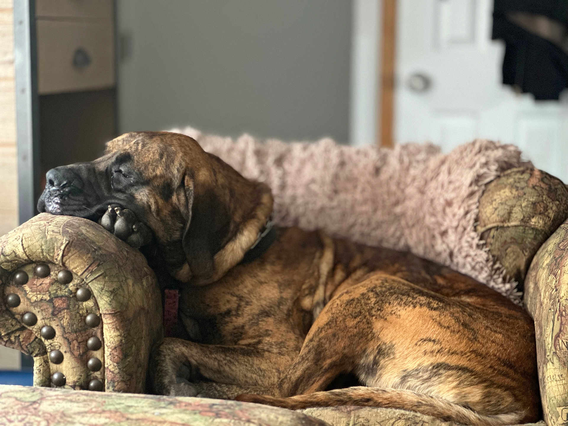 Buddy joined the competition — help win amazing prizes! dog, brindle, sleeping, couch, armrest, indoor, cozy, furniture, resting, pet, canine, relaxed, living_room, pillow, calm, domestic_animal, comfort, fur, large_dog, home