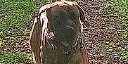 Buddy is registered to the contest to win money with this photo: animal, brown, canine, daylight, dog, forest, fur, grass, ground, leafy, mammal, nature, outdoor, path, pets, scenery, sunlight, trail, walking, walking_path