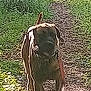 dog, animal, outdoor, grass, path, nature, canine, walking, daylight, pets, brown, fur, forest, trail, leafy, sunlight, ground, scenery, mammal, walking_path