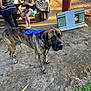 Buddy joined the competition — help win amazing prizes! dog, leash, person, people, outdoor, picnic_table, grass, dirt, sunlight, tattoo, hand_painting, game, bean_bag_toss, bench, casual, summer, park, gathering, animal, brown