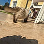 cat, siamese_cat, pet, animal, outdoor, sunlight, patio, tile_floor, leash, harness, furniture, chair, table, shadow, house, yellow_wall, blue_harness, tail, fluffy, curious