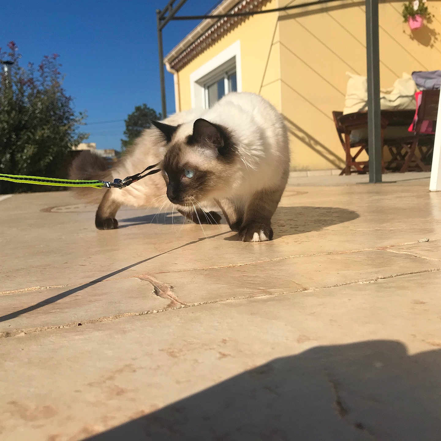 Stitch participe au concours pour gagner de l'argent avec cette photo : animal, blue_eyes, cat, clear_sky, concrete_floor, curious, daytime, furniture, house, leash, outdoor, patio, pet, plants, shadow, siamese_cat, side_view, sunlight, walking, yellow_wall