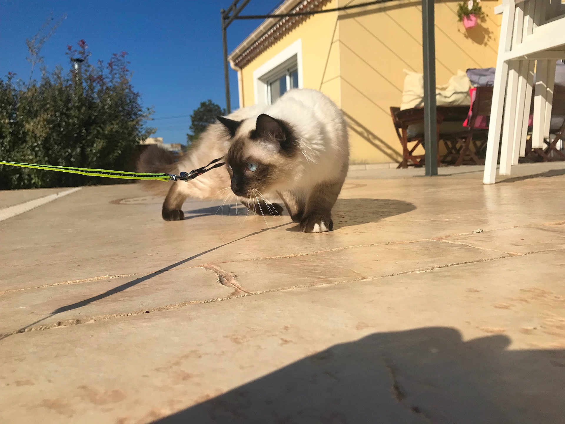 Stitch participe au concours pour gagner de l'argent avec cette photo : cat, siamese_cat, leash, outdoor, patio, sunlight, blue_eyes, house, furniture, shadow, side_view, walking, animal, pet, curious, daytime, yellow_wall, plants, clear_sky, concrete_floor