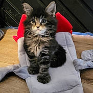 Dumpling is registered to the contest to win money with this photo: kitten, cat, tabby, fluffy, pet, animal, indoor, plush_toy, rocket, wooden_floor, curious, cute, soft, fur, ears, whiskers, sitting, young, adorable, toy