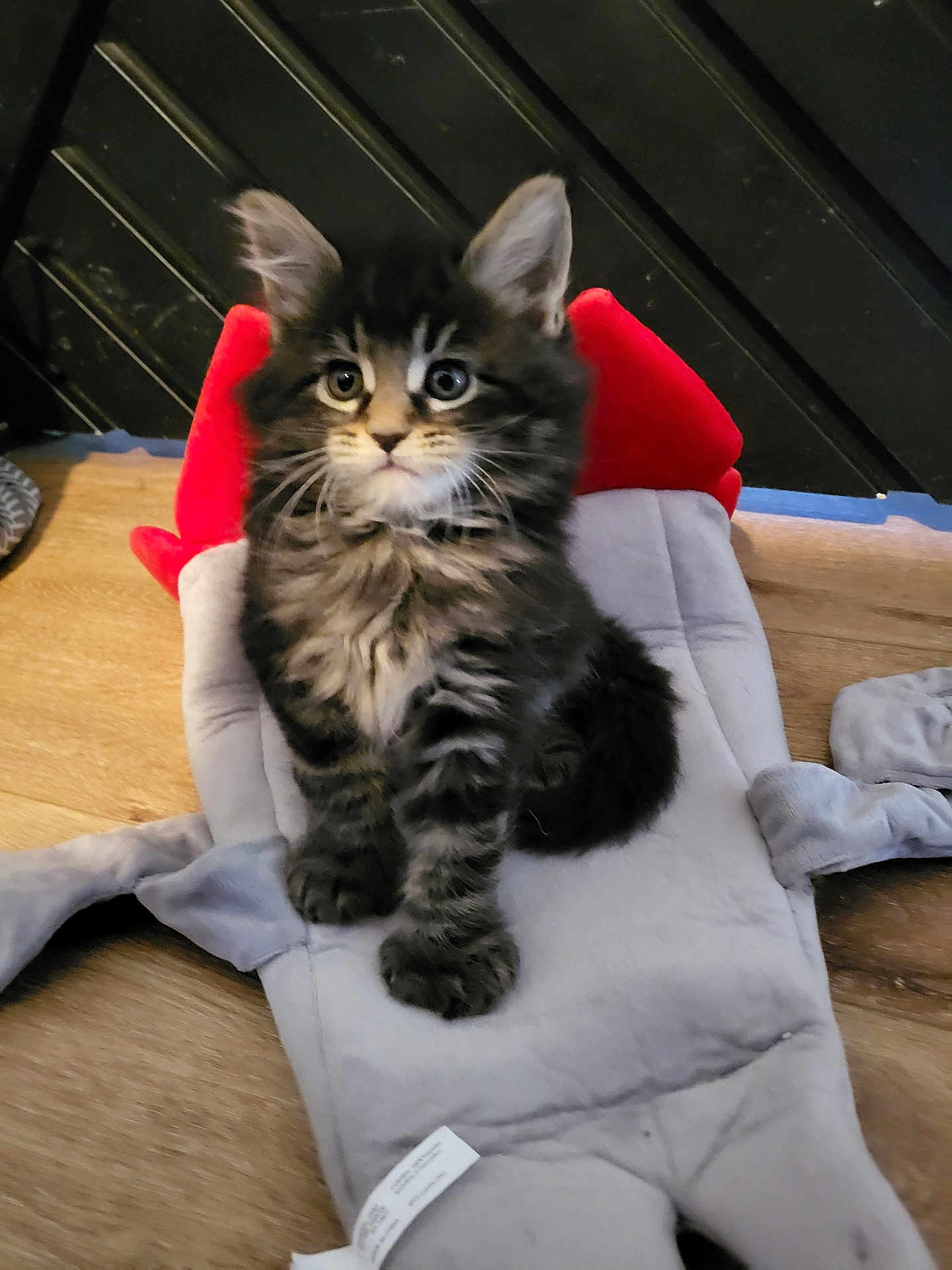 Dumpling is registered to the contest to win money with this photo: kitten, cat, tabby, fluffy, pet, animal, indoor, plush_toy, rocket, wooden_floor, curious, cute, soft, fur, ears, whiskers, sitting, young, adorable, toy