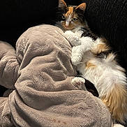 Kodi is registered to the contest to win money with this photo: animal, calico, cat, closeup, comfort, couch, cozy, cute, domestic, feline, fluffy, fur, indoor, paw, pet, plush_elephant, relaxed, resting, soft_texture, whiskers