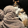 animal, calico, cat, closeup, comfort, couch, cozy, cute, domestic, feline, fluffy, fur, indoor, paw, pet, plush_elephant, relaxed, resting, soft_texture, whiskers