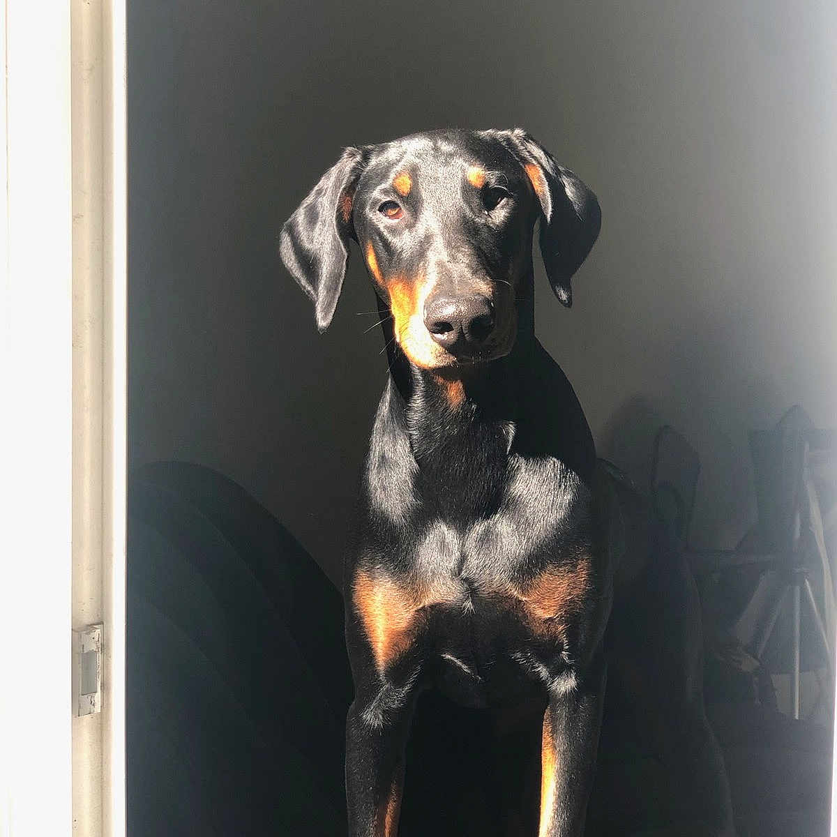 Athena is registered to the contest to win money with this photo: animal, appenzeller, ball, beagle, canine, dog, door, face, greatdane, head, hound, indoors, labradorretriever, person, pet, photography, pointer, portrait, puppy, snout
