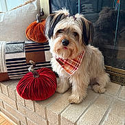 Nami is registered to the contest to win money with this photo: dog, plaid_bandana, hair_ties, velvet_pumpkin, fireplace, brick_hearth, decor, cozy, indoor, pet, cute, autumn, soft_fur, tongue_out, small_dog, home, plush, decorative_pumpkin, window, natural_light
