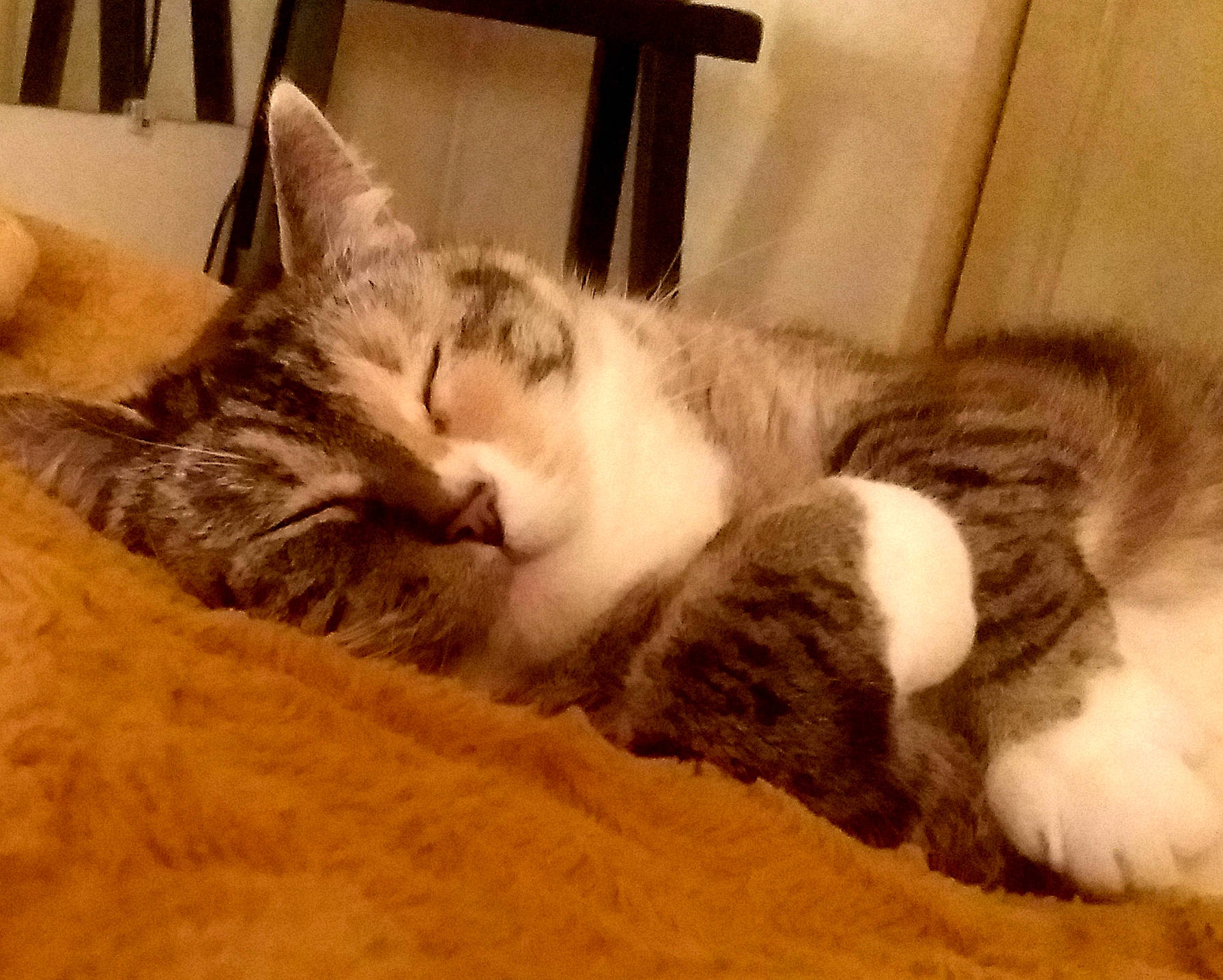 Nacho is registered to the contest to win money with this photo: bed, carnivore, cat, cat_bed, claw, comfort, domestic_short_haired_cat, felidae, flooring, fur, hardwood, nap, paw, sleep, small_to_medium_sized_cats, snout, tail, terrestrial_animal, whiskers, wood