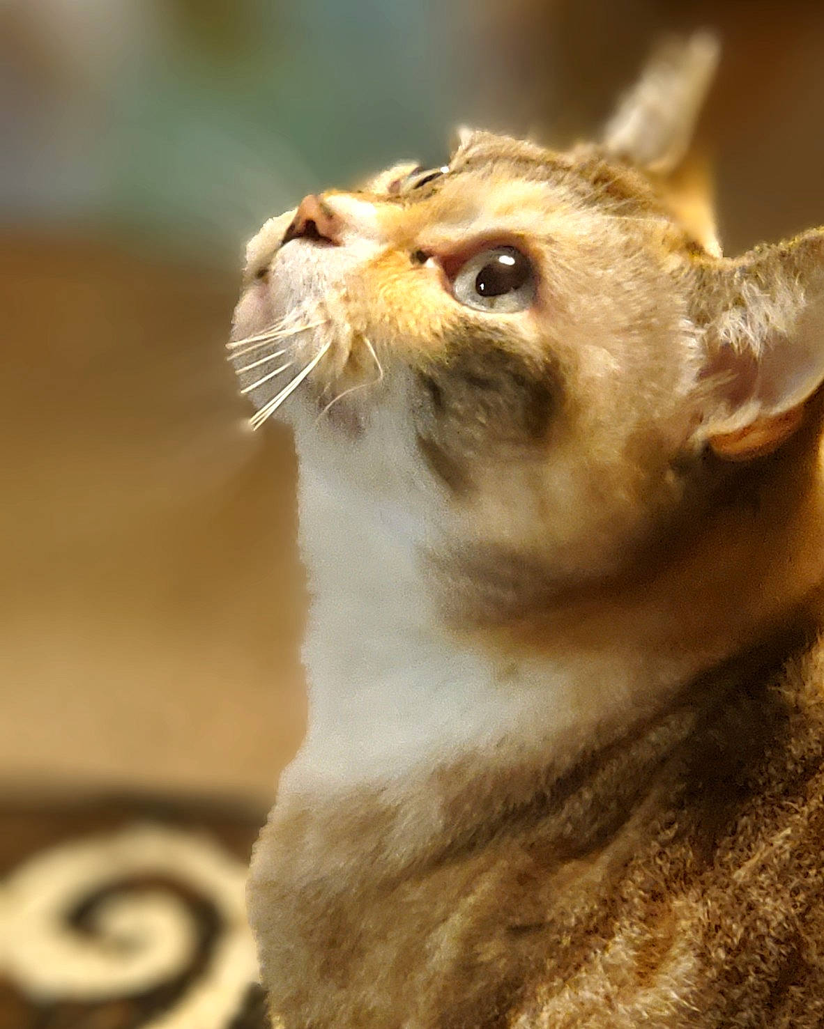 Nacho joined the competition — help win amazing prizes! canidae, carnivore, cat, close_up, dog_breed, domestic_short_haired_cat, fawn, felidae, fur, macro_photography, small_to_medium_sized_cats, snout, tail, terrestrial_animal, whiskers, wildlife, window