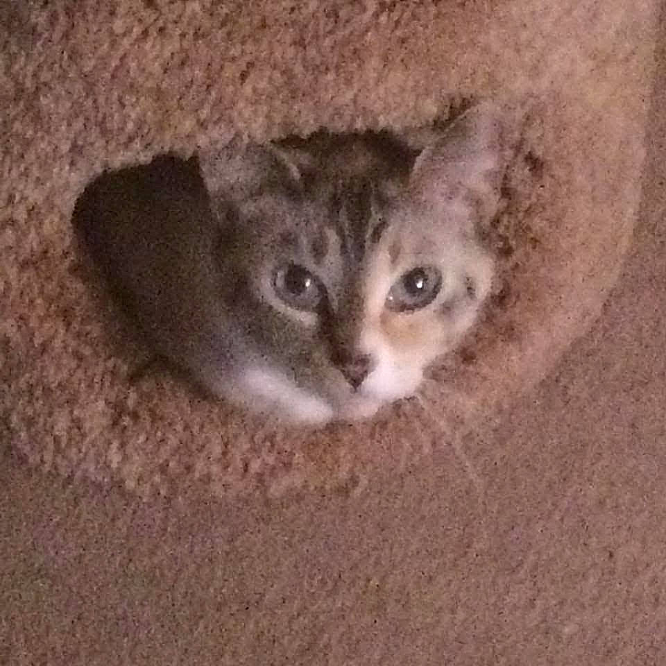 Nacho joined the competition — help win amazing prizes! carnivore, cat, cat_supply, comfort, domestic_short_haired_cat, fawn, felidae, fur, grey, iris, paw, small_to_medium_sized_cats, snout, tail, terrestrial_animal, whiskers, wildlife, wood