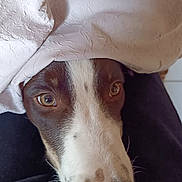 Alfi a rejoint le concours — aidez-le/la à gagner de superbes lots ! dog, face, blanket, close_up, brown, white, nose, eyes, fur, pet, animal, texture, soft, indoor, curious, cozy, portrait, expression, cute, looking
