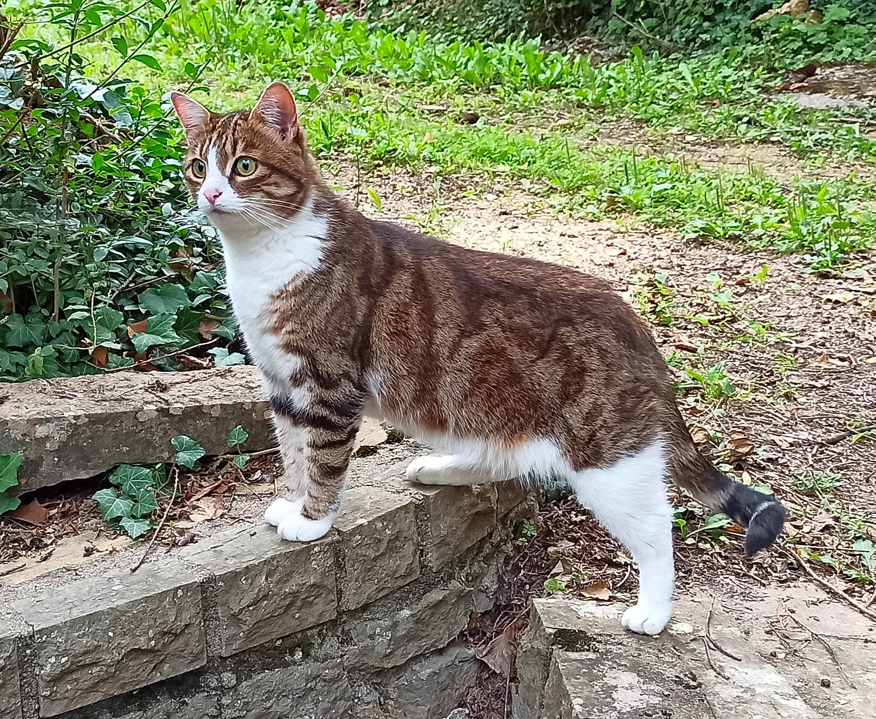 Comète participe au concours pour gagner de l'argent avec cette photo : carnivore, cat, claw, domestic_short_haired_cat, eye, fawn, felidae, foot, fur, grass, groundcover, head, paw, plant, small_to_medium_sized_cats, snout, tail, terrestrial_animal, tree, whiskers
