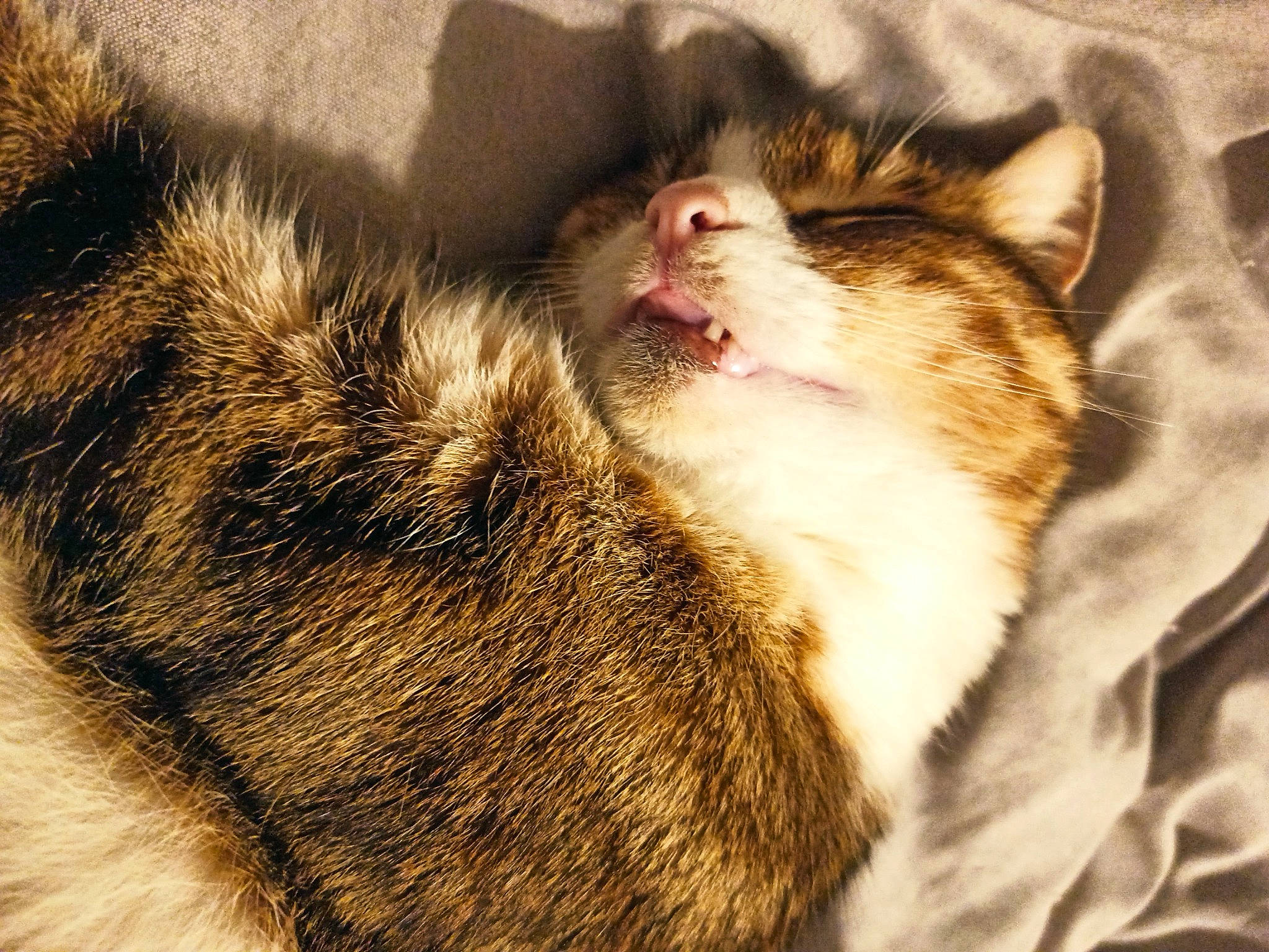 Comète participe au concours pour gagner de l'argent avec cette photo : carnivore, cat, close_up, comfort, domestic_short_haired_cat, felidae, fur, nap, paw, small_to_medium_sized_cats, snout, tail, whiskers