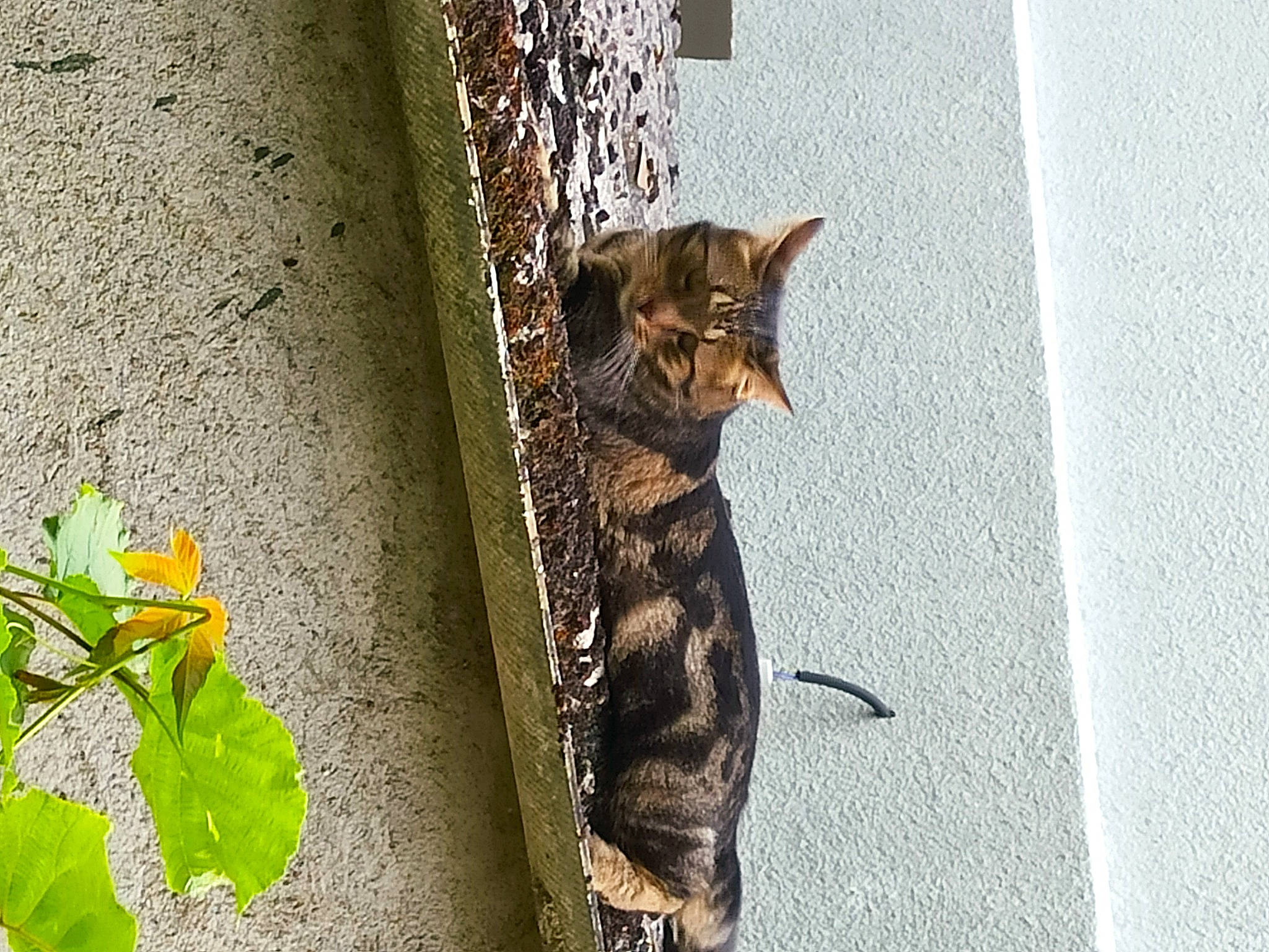 Arya a rejoint le concours — aidez-le/la à gagner de superbes lots ! asphalt, carnivore, cat, claw, domestic_short_haired_cat, felidae, flower, fur, grass, plant, road_surface, shadow, small_to_medium_sized_cats, snout, tail, terrestrial_animal, trunk, whiskers, window, wood