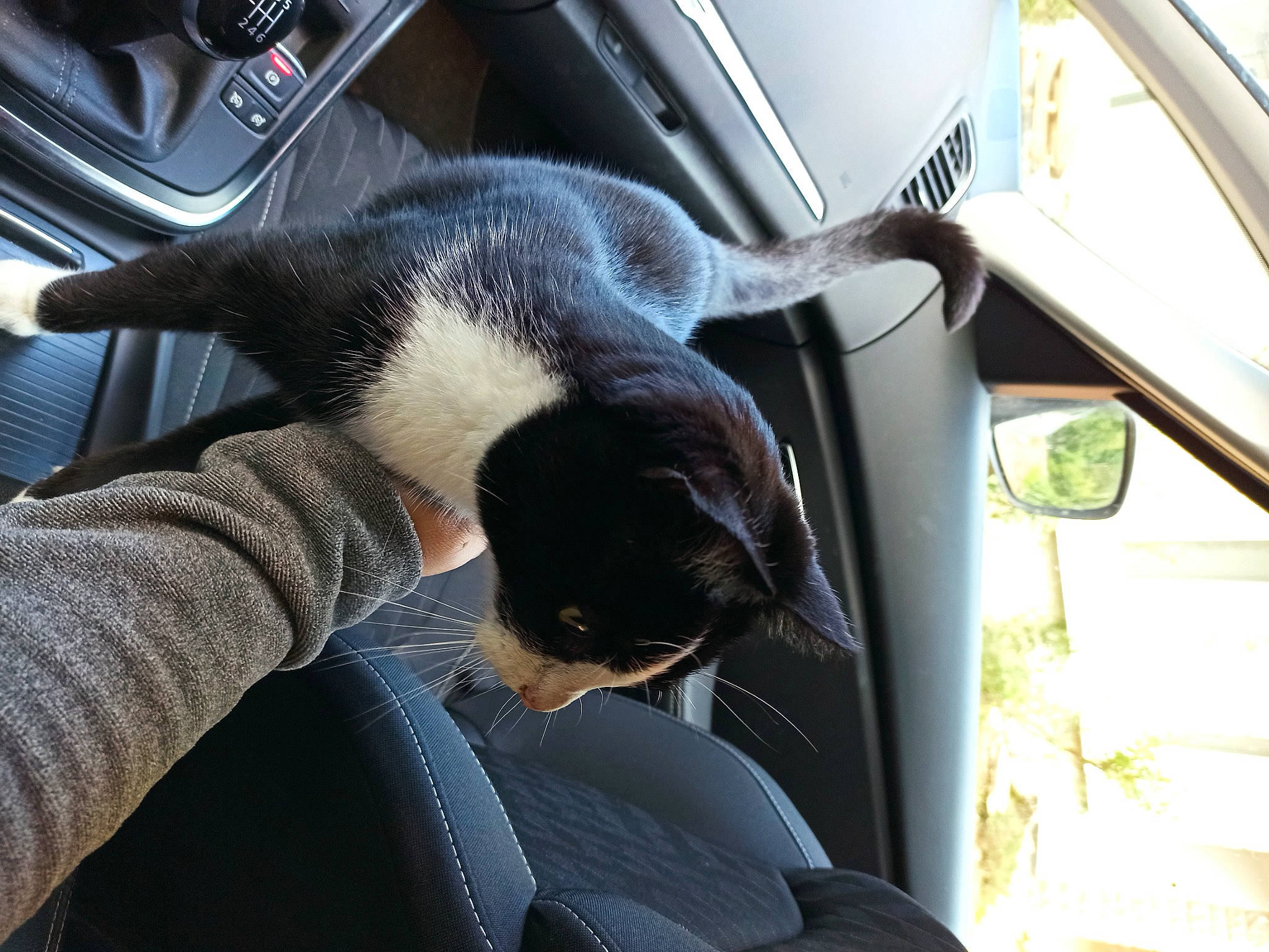 Socks participe au concours pour gagner de l'argent avec cette photo : auto_part, automotive_design, automotive_exterior, automotive_mirror, automotive_side_view_mirror, car, carnivore, cat, comfort, felidae, light, mirror, motor_vehicle, personal_luxury_car, small_to_medium_sized_cats, snout, steering_wheel, vehicle, vehicle_door, window