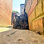 Lexi is registered to the contest to win money with this photo: dog, black_dog, lying_down, brick_wall, alleyway, outdoor, sunlight, pavement, fur, animal, pet, resting, close_up, portrait, canine, quiet, calm, shadows, texture, nature