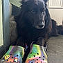 dog, black_dog, indoor, crocs, colorful, rainbow, footwear, paws, floor, tile_floor, relaxing, pet, animal, cute, lying_down, house, door, stairs, comfy, casual