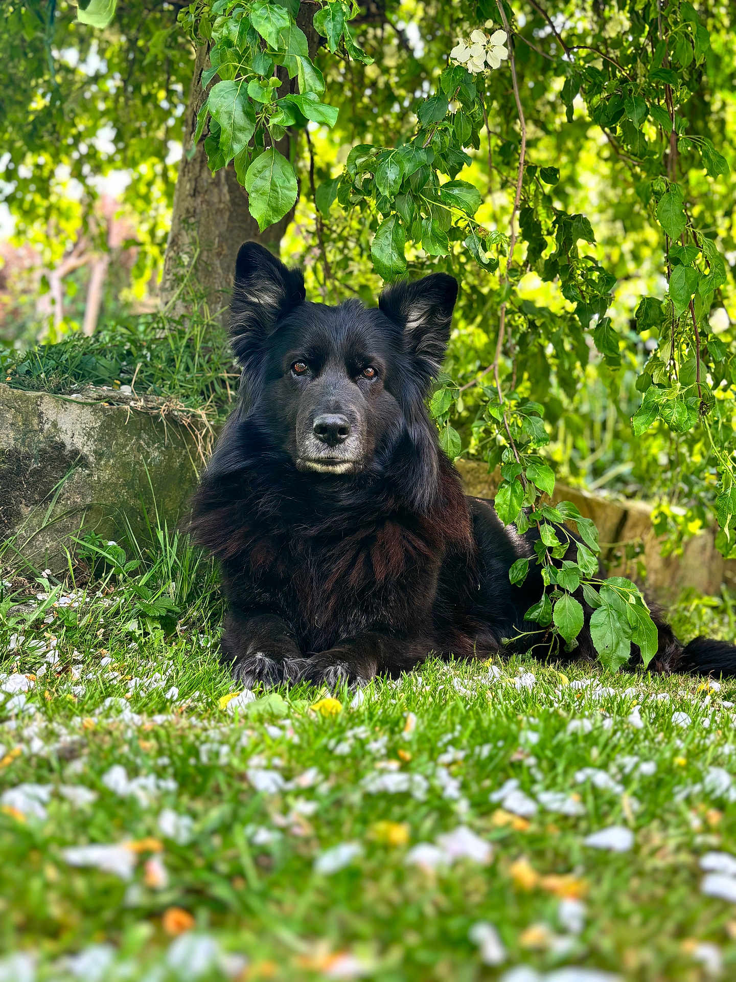 Lexi is registered to the contest to win money with this photo: dog, black_dog, grass, tree, leaves, outdoor, nature, pet, animal, canine, greenery, relaxed, sunlight, garden, flora, lying_down, fur, muzzle, ears, peaceful