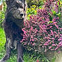 Lexi is registered to the contest to win money with this photo: dog, black_dog, flower_bush, pink_flowers, garden, grass, outdoor, pet, animal, nature, greenery, plant, flora, canine, fur, ears, snout, sitting, daylight, peaceful