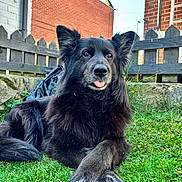 Lexi joined the competition — help win amazing prizes! dog, black_dog, grass, outdoor, fence, brick_wall, pet, tongue_out, fluffy, crossed_paws, canine, animal, nature, sunlight, yard, playful, relaxed, close_up, muzzle, ears