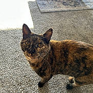 Lizzy is registered to the contest to win money with this photo: cat, tortoiseshell, pet, indoor, carpet, curious, animal, feline, looking_up, ears, whiskers, fur, domestic, table, rug, sunlight, shadow, floor, home, closeup